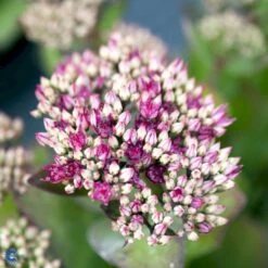 Sankthansurt 'Class Act' Sedum Hybrid 'Class Act'® 1 Liter Potte -Osmo Salgsbutik fi12271 sedum class act r e19d