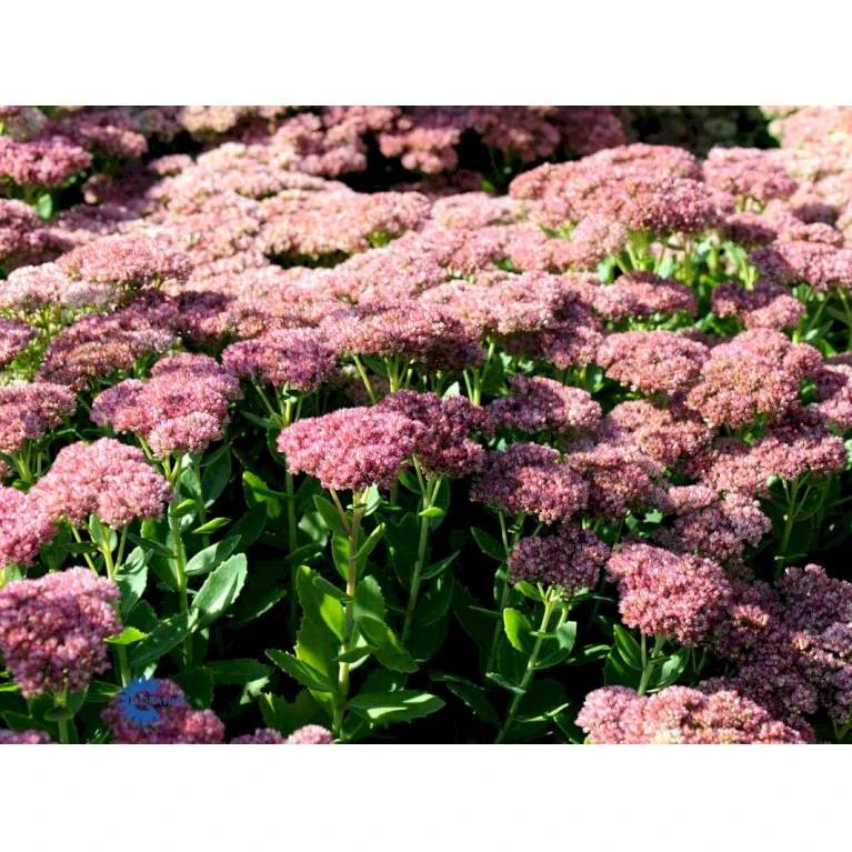 Sankthansurt 'Herbstfreude' Sedum Telephium 'Herbstfreude' 1 Liter Potte 9 Sankthansurt 'Herbstfreude' Sedum Telephium 'Herbstfreude' 1 Liter Potte - Billede 7
