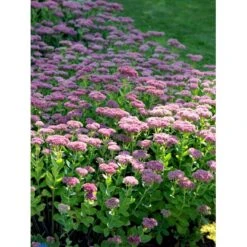 Sankthansurt 'Herbstfreude' Sedum Telephium 'Herbstfreude' 1 Liter Potte 14 Sankthansurt 'Herbstfreude' Sedum Telephium 'Herbstfreude' 1 Liter Potte -Osmo Salgsbutik fi12375 sedum telephium x spec herbstfreude f80b