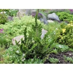 Solcypres 'Teddy Bear' Chamaecyparis Obtusa 'Teddy Bear' (dværgform) Potte 2,0 Liter,- 25-30 Cm.