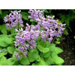 Storbladet Lammeøre 'Big Ears' Stachys Byzantina 'Big Ears' 1 Liter Potte -Osmo Salgsbutik fi12586 stachys grandiflora 7a86