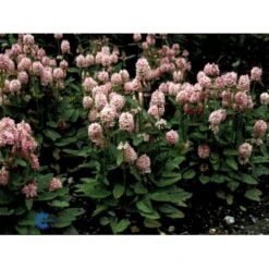 Storbladet Lammeøre 'Big Ears' Stachys Byzantina 'Big Ears' 1 Liter Potte -Osmo Salgsbutik fi12586 stachys grandiflora 80cd