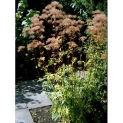 Læge-Baldrian Valeriana Officinalis 1 Liter Potte -Osmo Salgsbutik fi12840 valeriana officinalis 4cb8