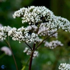 Læge-Baldrian Valeriana Officinalis 1 Liter Potte -Osmo Salgsbutik fi12840 valeriana officinalis f655