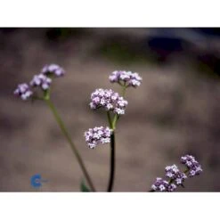 Læge-Baldrian Valeriana Officinalis 1 Liter Potte -Osmo Salgsbutik fi12840 valeriana officinalis f847