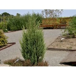 Almindelig Enebær 'Suecica' Juniperus Communis 'Suecica' Potte 3,0 Liter,- 40-60 Cm. -Osmo Salgsbutik fi1398 juniperus communis suecica 3f1c