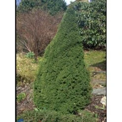 Sukkertopgran 'Conica' Picea Glauca 'Conica' (dværgform) Potte 3,0 Liter,- 60-70 Cm. -Osmo Salgsbutik fi1567 picea glauca conica 8d9d