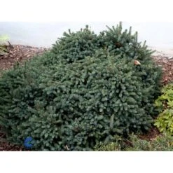 Hvidgran 'Echiniformis' Picea Glauca 'Echiniformis' (dværgform) Potte 2,0 Liter,- 15-20 Cm. -Osmo Salgsbutik fi1569 picea glauca echiniformis 67e8