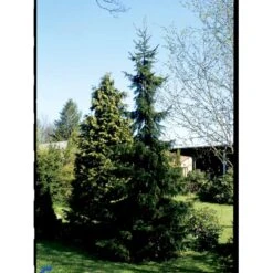 Serbisk Søjlegran Picea Omorika Potte 5,0 Liter,- 50-60 Cm. -Osmo Salgsbutik fi1584 picea omorika 5ed5