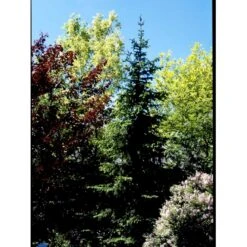 Serbisk Søjlegran Picea Omorika Potte 5,0 Liter,- 50-60 Cm. -Osmo Salgsbutik fi1584 picea omorika c28b