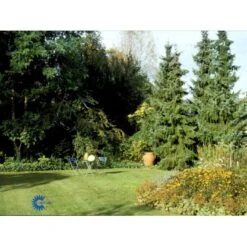 Serbisk Søjlegran Picea Omorika Potte 5,0 Liter,- 50-60 Cm. -Osmo Salgsbutik fi1584 picea omorika d625