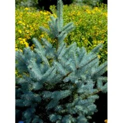 Blågran 'Glauca' Picea Pungens 'Glauca' Potte 3,0 Liter,- 30-40 Cm. -Osmo Salgsbutik fi1607 picea pungens edith 5224