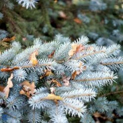 Blågran 'Glauca' Picea Pungens 'Glauca' Potte 3,0 Liter,- 30-40 Cm. -Osmo Salgsbutik fi1607 picea pungens edith 7aa8