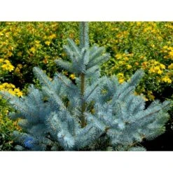 Blågran 'Glauca' Picea Pungens 'Glauca' Potte 3,0 Liter,- 30-40 Cm. -Osmo Salgsbutik fi1607 picea pungens edith d5f2