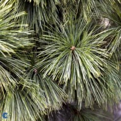 Schwerin's Fyr 'Wiethorst' Pinus X Schwerinii 'Wiethorst'(dværgform) Potte 2,5 Liter, - 30-40 Cm. -Osmo Salgsbutik fi1784 pinus x schwerinii wiethorst e6dc