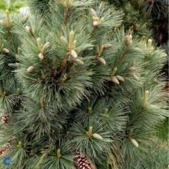 Schwerin's Fyr 'Wiethorst' Pinus X Schwerinii 'Wiethorst'(dværgform) Potte 2,5 Liter, - 30-40 Cm. -Osmo Salgsbutik fi1784 pinus x schwerinii wiethorst fe7f