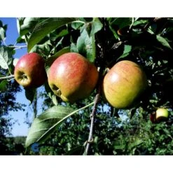 Æble 'Elstar/Elshof' Malus X 'Elstar/elshof' Træ Med Sidegrene,- Stammeomkreds 8-10 Cm. Med Klump 9 Æble 'Elstar/Elshof' Malus X 'Elstar/elshof' Træ Med Sidegrene,- Stammeomkreds 8-10 Cm. Med Klump -Osmo Salgsbutik fi179 malus domestica elstar 6ab2