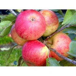 Æble 'Elstar/Elshof' Malus X 'Elstar/elshof' Træ Med Sidegrene,- Stammeomkreds 8-10 Cm. Med Klump 8 Æble 'Elstar/Elshof' Malus X 'Elstar/elshof' Træ Med Sidegrene,- Stammeomkreds 8-10 Cm. Med Klump -Osmo Salgsbutik fi179 malus domestica elstar 6c30