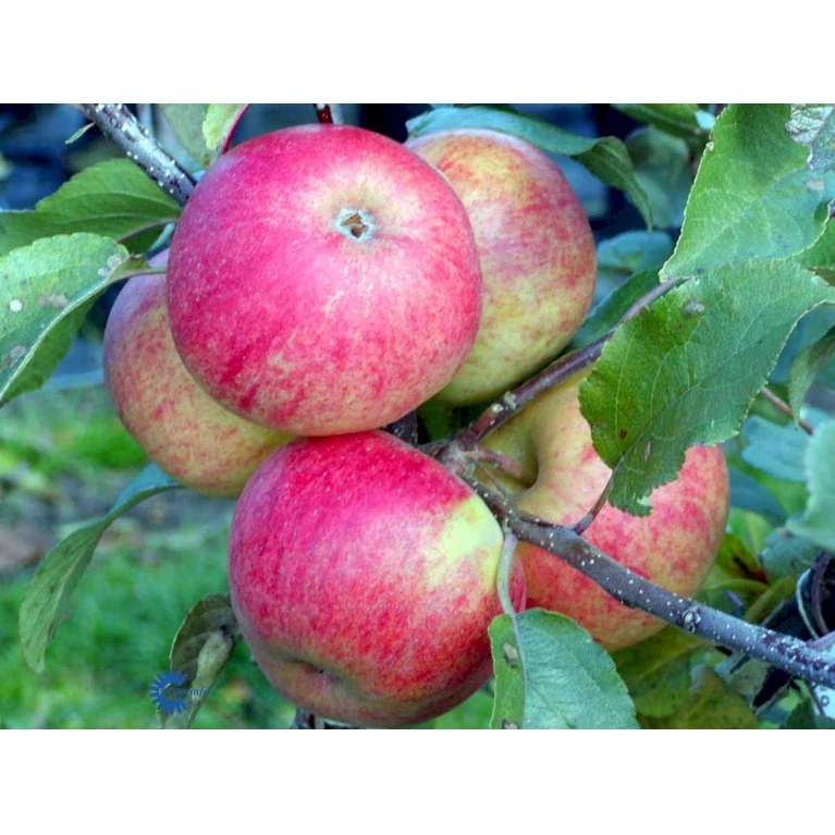 Æble 'Elstar/Elshof' Malus X 'Elstar/elshof' Træ Med Sidegrene,- Stammeomkreds 8-10 Cm. Med Klump 3 Æble 'Elstar/Elshof' Malus X 'Elstar/elshof' Træ Med Sidegrene,- Stammeomkreds 8-10 Cm. Med Klump