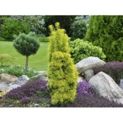 Almindelig Taks 'David' Taxus Baccata 'David' Potte 3,0 Liter,- 40-60 Cm. -Osmo Salgsbutik fi1824 taxus baccata david 3121