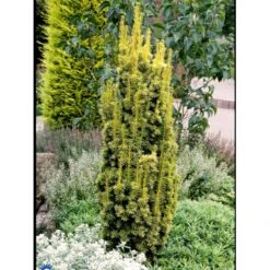 Almindelig Gul Søjletaks 'Fastigiata Aurea'' Taxus Baccata 'Fastigiata Aurea' Med Klump,- 100-120 Cm. -Osmo Salgsbutik fi1831 taxus baccata fastigiata aurea 56e0
