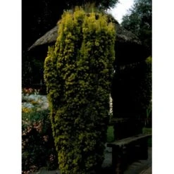 Almindelig Gul Søjletaks 'Fastigiata Aurea'' Taxus Baccata 'Fastigiata Aurea' Med Klump,- 100-120 Cm. -Osmo Salgsbutik fi1831 taxus baccata fastigiata aurea 738b