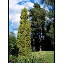 Almindelig Gul Søjletaks 'Fastigiata Aurea'' Taxus Baccata 'Fastigiata Aurea' Med Klump,- 100-120 Cm. -Osmo Salgsbutik fi1831 taxus baccata fastigiata aurea 9a70
