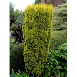 Almindelig Gul Søjletaks 'Fastigiata Aurea'' Taxus Baccata 'Fastigiata Aurea' Med Klump,- 100-120 Cm. -Osmo Salgsbutik fi1831 taxus baccata fastigiata aurea ddd0
