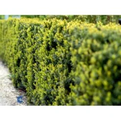 Taks 'Hicksii' Taxus Media 'Hicksii' Med Klump,- 80-100 Cm. -Osmo Salgsbutik fi1883 taxus media hicksii 46cd