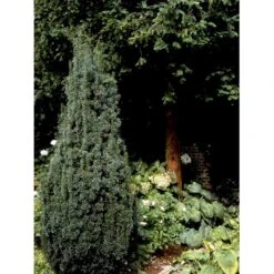 Taks 'Hicksii' Taxus Media 'Hicksii' Med Klump,- 80-100 Cm. -Osmo Salgsbutik fi1883 taxus media hicksii feae