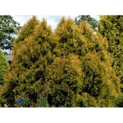 Thuja 'Rheingold' Thuja Occidentalis 'Rheingold' Potte 3,0 Liter,- 25-30 Cm. -Osmo Salgsbutik fi1926 thuja occidentalis rheingold 618b