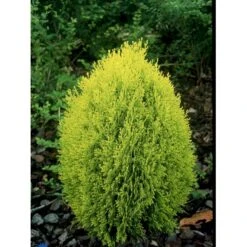 Thuja 'Rheingold' Thuja Occidentalis 'Rheingold' Potte 3,0 Liter,- 25-30 Cm. -Osmo Salgsbutik fi1926 thuja occidentalis rheingold d2d6