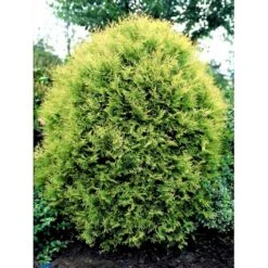 Thuja 'Rheingold' Thuja Occidentalis 'Rheingold' Potte 3,0 Liter,- 25-30 Cm. -Osmo Salgsbutik fi1926 thuja occidentalis rheingold e41e