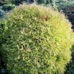 Thuja 'Rheingold' Thuja Occidentalis 'Rheingold' Potte 3,0 Liter,- 25-30 Cm. -Osmo Salgsbutik fi1926 thuja occidentalis rheingold e9f0