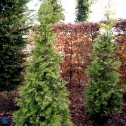Almindelig Thuja 'Yellow Ribbon' Thuja Occidentalis 'Yellow Ribbon' Potte 3,0 Liter,- 40-60 Cm. -Osmo Salgsbutik fi1944 thuja occidentalis yellow ribbon 17b3