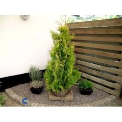 Almindelig Thuja 'Yellow Ribbon' Thuja Occidentalis 'Yellow Ribbon' Potte 3,0 Liter,- 40-60 Cm. -Osmo Salgsbutik fi1944 thuja occidentalis yellow ribbon 54a9