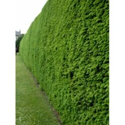 Vestamerikansk Hemlock Tsuga Heterophylla Med Klump,- 175-200 Cm. 7 Vestamerikansk Hemlock Tsuga Heterophylla Med Klump,- 175-200 Cm. -Osmo Salgsbutik fi1992 tsuga heterophylla e1b7