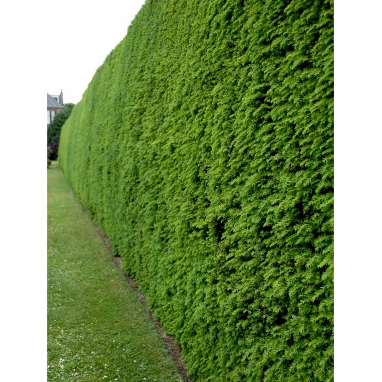 Vestamerikansk Hemlock Tsuga Heterophylla Med Klump,- 175-200 Cm. 5 Vestamerikansk Hemlock Tsuga Heterophylla Med Klump,- 175-200 Cm. - Billede 3