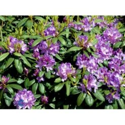 Rododendron Cat. 'Boursault' Rhododendron Catawbiense 'Boursault' Med Klump 50-60 Cm. Høj. Min. 50 Cm. Bred -Osmo Salgsbutik fi2215 rhododendron boursault 1031