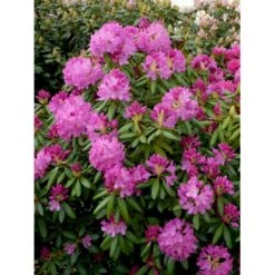(cat.) 'English Roseum' Rhododendron Catawbiense 'English Roseum' Med Klump 50-60 Cm. Høj. Min. 50 Cm. Bred -Osmo Salgsbutik fi2464 rhododendron english roseum 9aca