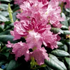 (cat.) 'English Roseum' Rhododendron Catawbiense 'English Roseum' Med Klump 50-60 Cm. Høj. Min. 50 Cm. Bred -Osmo Salgsbutik fi2464 rhododendron english roseum c809