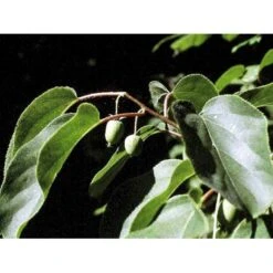 Stikkelsbærkiwi 'Issai' Actinidia Arguta 'Issai' Potte 7,5 Liter,- Opbundet 150-200 Cm. -Osmo Salgsbutik fi2 actinidia arguta issai 9fea processed