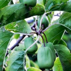 Stikkelsbærkiwi 'Issai' Actinidia Arguta 'Issai' Potte 7,5 Liter,- Opbundet 150-200 Cm. -Osmo Salgsbutik fi2 actinidia arguta issai f7ce processed