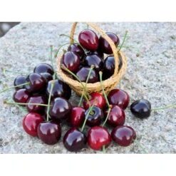 Sød Kirsebær 'Kordia' - Kræver Bestøver Prunus X 'Kordia' - Kræver Bestøver 4-8 Grene, 130-170 Cm. 10 Liter Potte (Colt) -Osmo Salgsbutik fi308 prunus avium kordia b26e