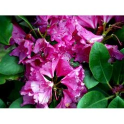 'Pearce's American Beauty' Rhododendron Hybrid 'Pearce's American Beauty' Potte 10 Liter 40-50 Cm. -Osmo Salgsbutik fi3194 rhododendron pearce s american beauty 23e3
