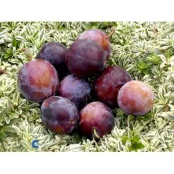 Blomme 'Kirkes' Prunus Domestica 'Kirkes' 4-8 Grene, 130-170 Cm. 10 Liter Potte. (S.J.A.) -Osmo Salgsbutik fi351 prunus domestica kirkes c5f6