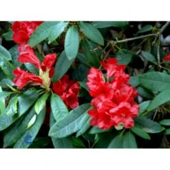 'Vulcan' Rhododendron Hybrid 'Vulcan' Med Klump 50-60 Cm. Høj. Min. 50 Cm. Bred -Osmo Salgsbutik fi3572 rhododendron vulcan f6e1