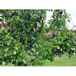 Blomme 'Valor' Prunus Domestica 'Valor' 4-8 Grene, 130-170 Cm. 10 Liter Potte. (S.J.A.) 7 Blomme 'Valor' Prunus Domestica 'Valor' 4-8 Grene, 130-170 Cm. 10 Liter Potte. (S.J.A.) -Osmo Salgsbutik fi363 prunus domestica valor e428