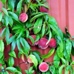 Ferskenmandel Prunus Amygdalus-persica 5 Liter Potte -Osmo Salgsbutik fi380 prunus persica benedicte b96c