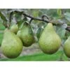 Pære 'Katrine' Pyrus Communis 'Katrine' 4-8 Grene. 120-160 Cm. Potte, (Kvæde A) 2 Pære 'Katrine' Pyrus Communis 'Katrine' 4-8 Grene. 120-160 Cm. Potte, (Kvæde A) -Osmo Salgsbutik fi427 pyrus communis katrine 647a